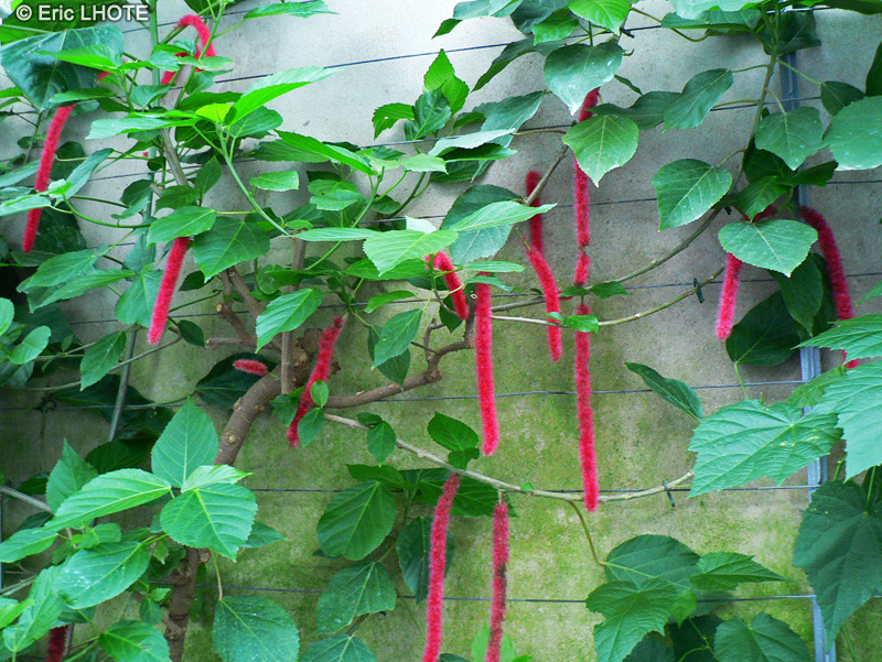 Euphorbiaceae - Acalypha hispida - Acalyphe, Ricinelle, Queue de chat, Queue de minite
