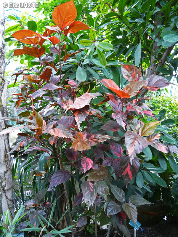  - Acalypha wilkesiana - 