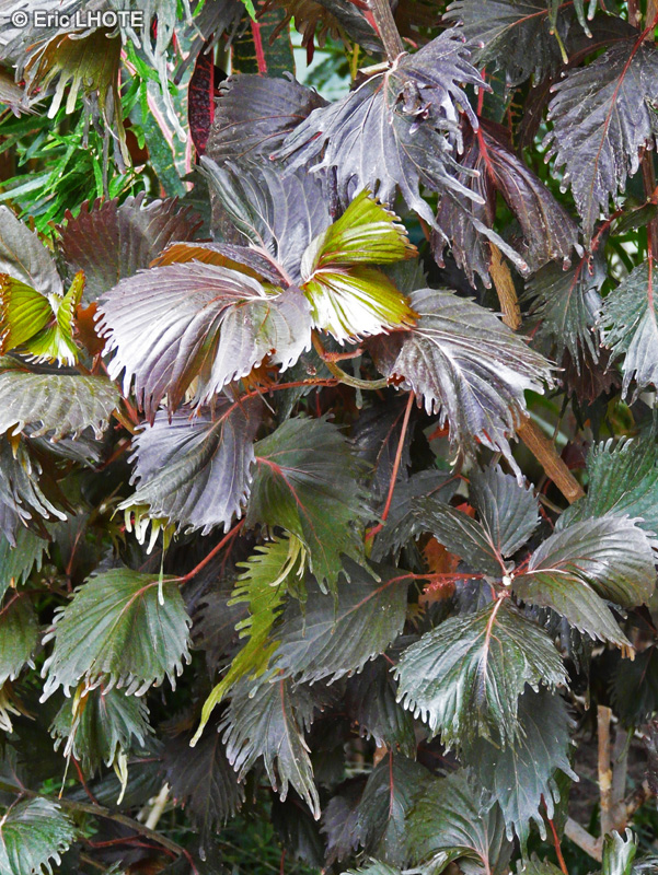  - Acalypha wilkesiana - 