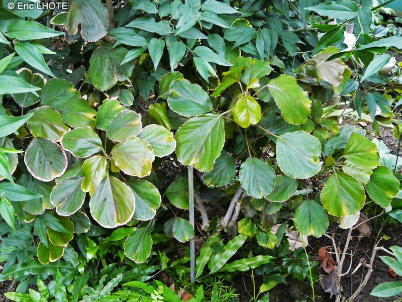 - Acalypha wilkesiana - 