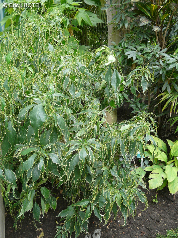  - Acalypha wilkesiana - 