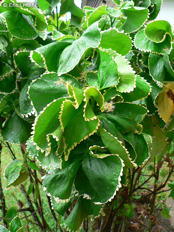  - Acalypha wilkesiana - 