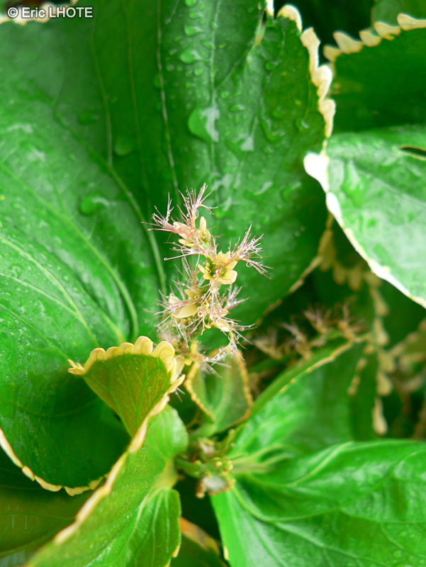  - Acalypha wilkesiana - 