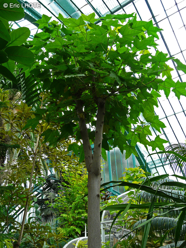Euphorbiaceae - Aleurites moluccana - Aleurite, Bancouiller
