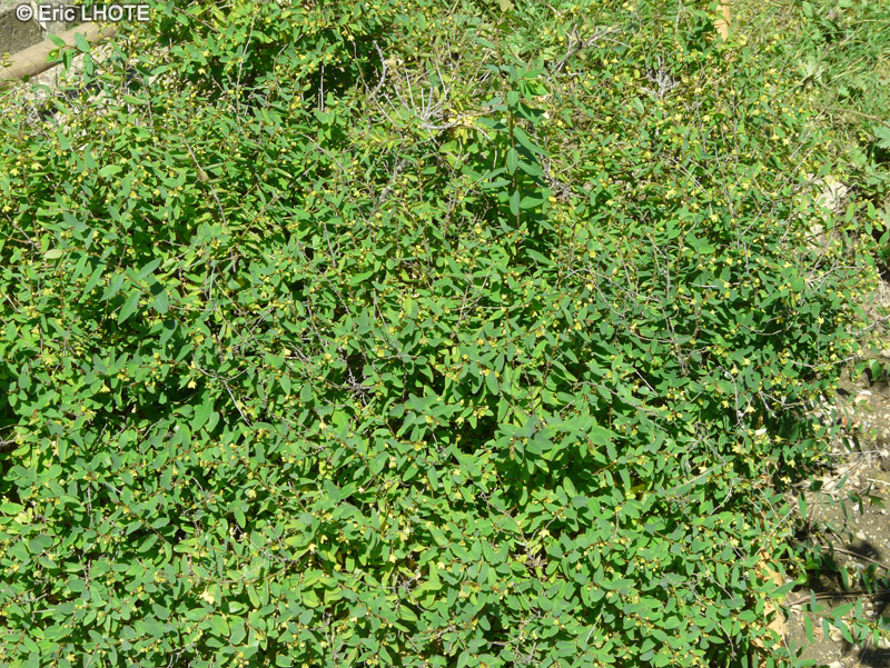 Euphorbiaceae - Andrachne colchica - Caucasian spurge