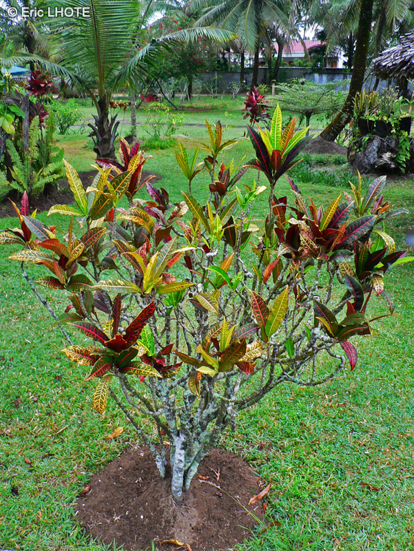  - Codiaeum variegatum - 