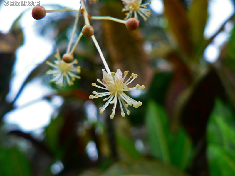  - Codiaeum variegatum - 