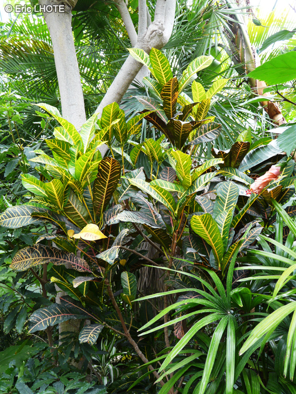  - Codiaeum variegatum - 