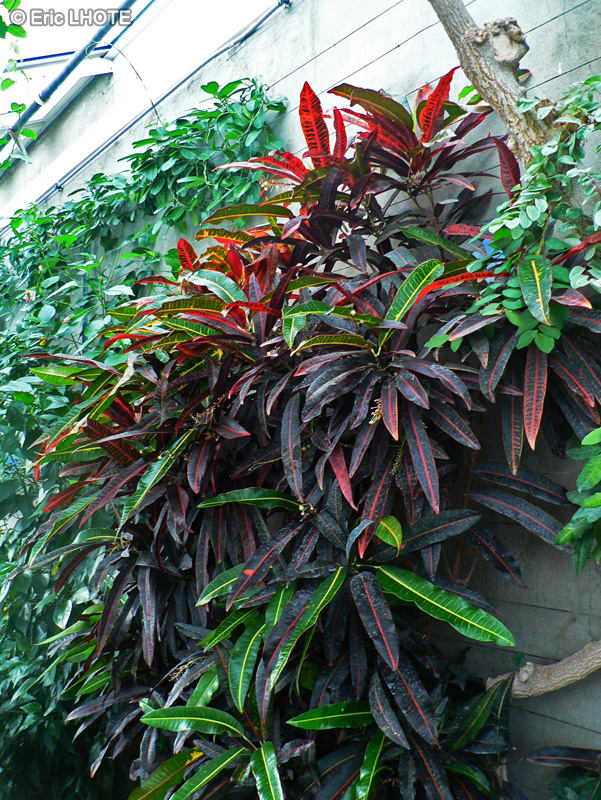  - Codiaeum variegatum - 