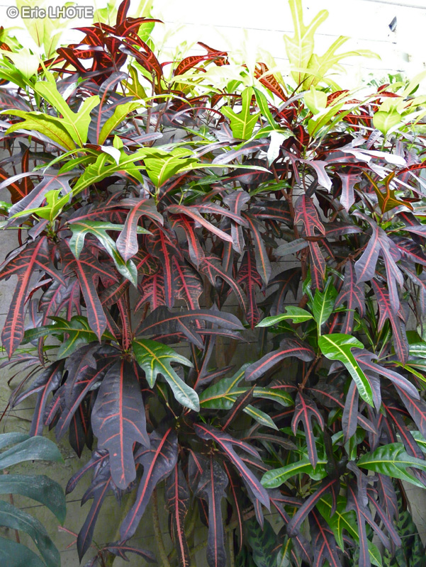  - Codiaeum variegatum - 