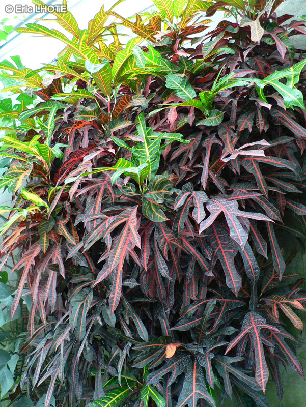  - Codiaeum variegatum - 