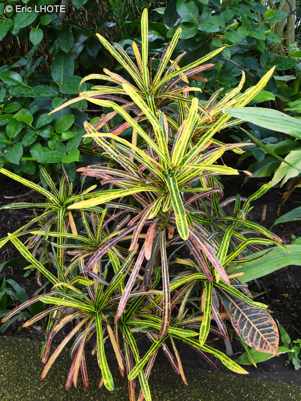 - Codiaeum variegatum pictum - 
