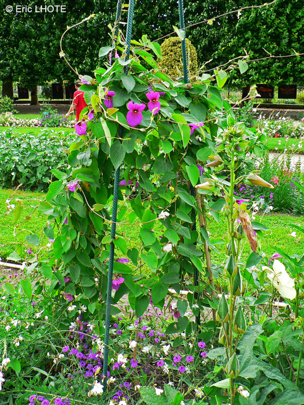  - Dalechampia roezliana - 