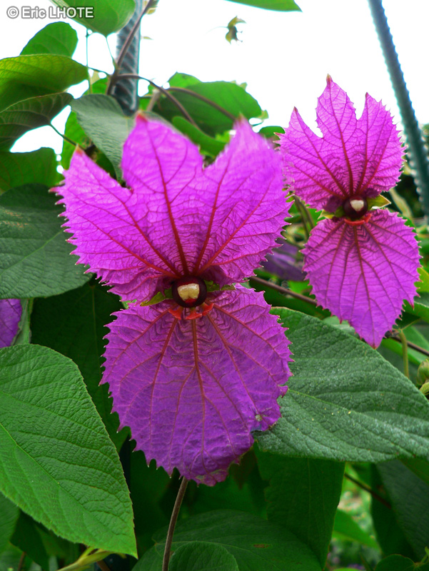 Euphorbiaceae - Dalechampia roezliana - Liane fourmi