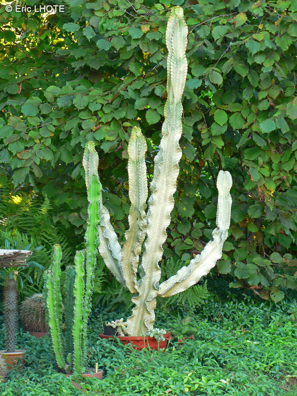 Euphorbiaceae - Euphorbia ammack - Candélabre Africain