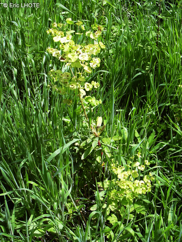  - Euphorbia amygdaloides - 