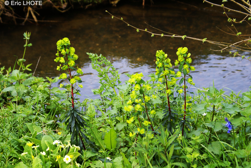 Euphorbiaceae - Euphorbia amygdaloides - Euphorbe amandier pourpre