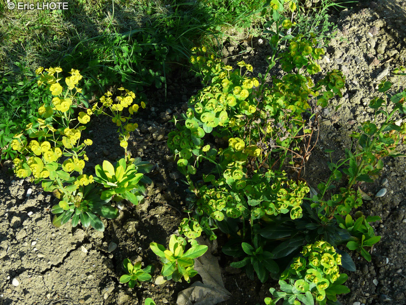  - Euphorbia amygdaloides var. robbiae - 