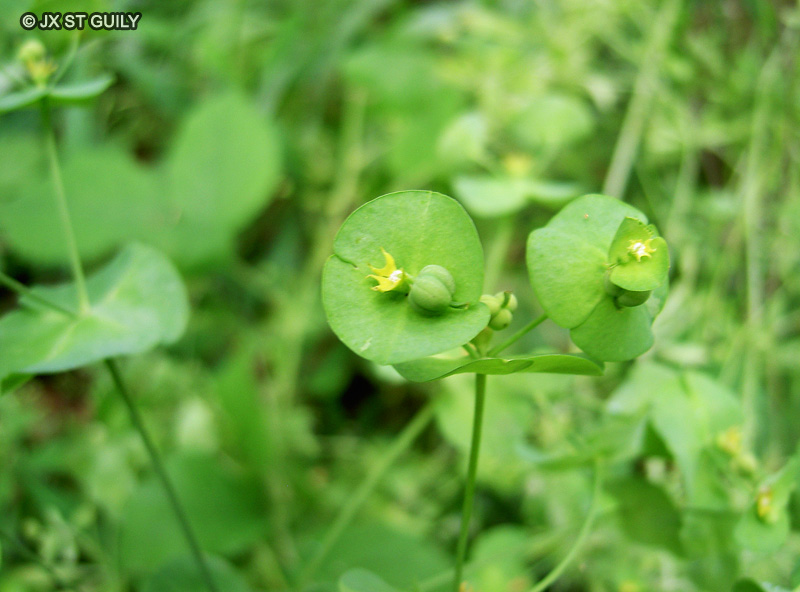  - Euphorbia amygdaloides var. robbiae - 