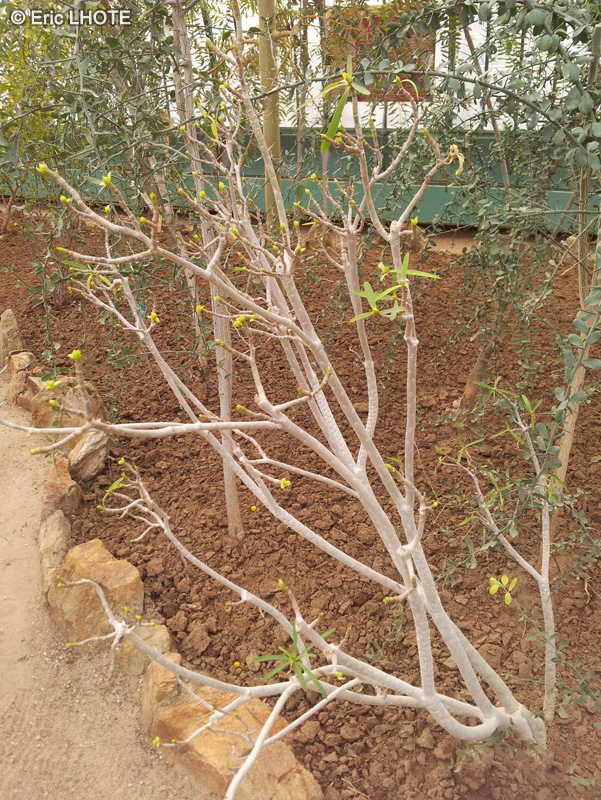  - Euphorbia balsamifera - 