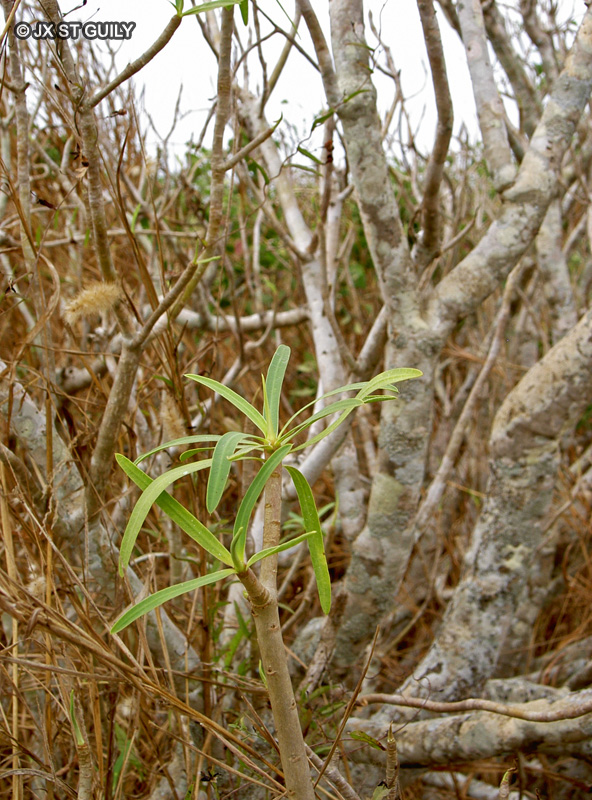 Euphorbiaceae - Euphorbia balsamifera - Euphorbe du Cayor