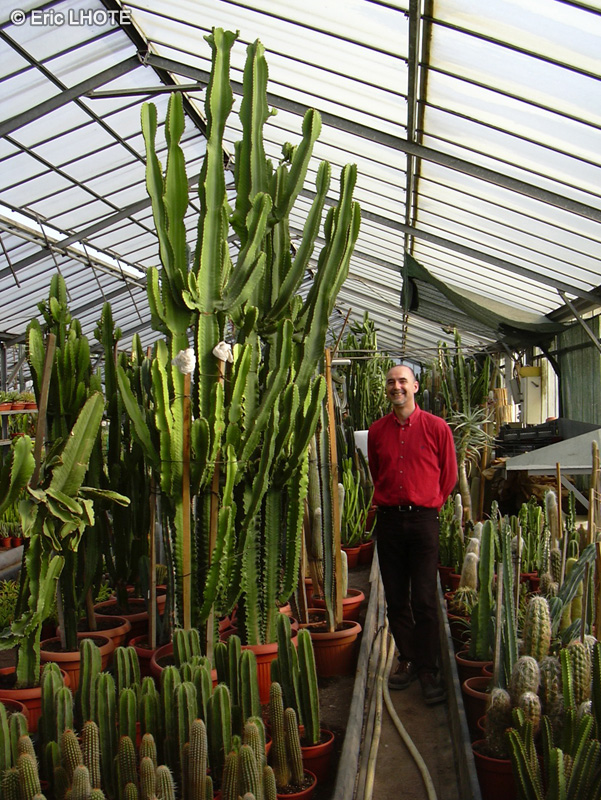  - Euphorbia candelabrum - 