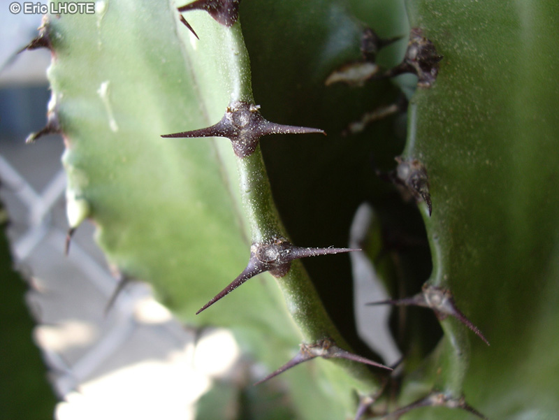  - Euphorbia candelabrum - 