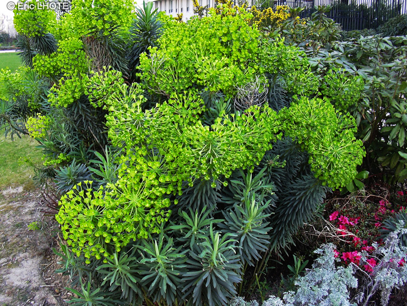  - Euphorbia characias - 