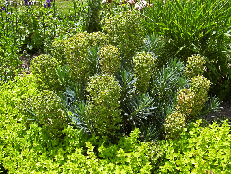  - Euphorbia characias - 