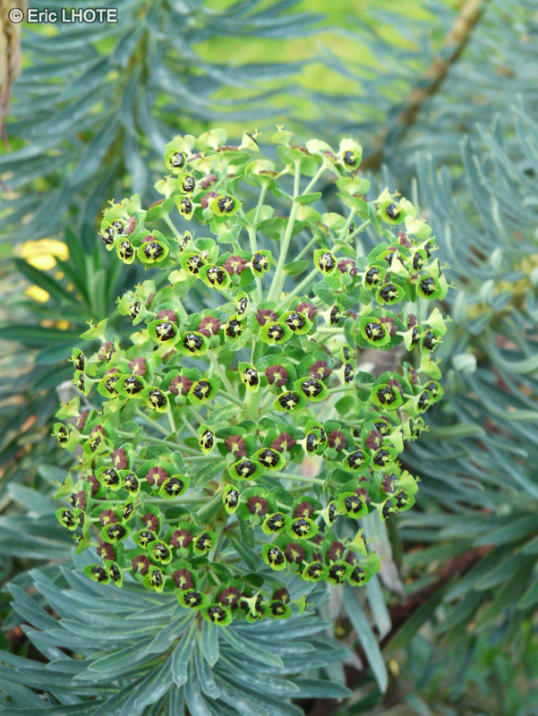  - Euphorbia characias - 