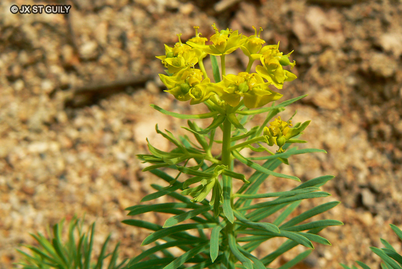  - Euphorbia cyparissias - 