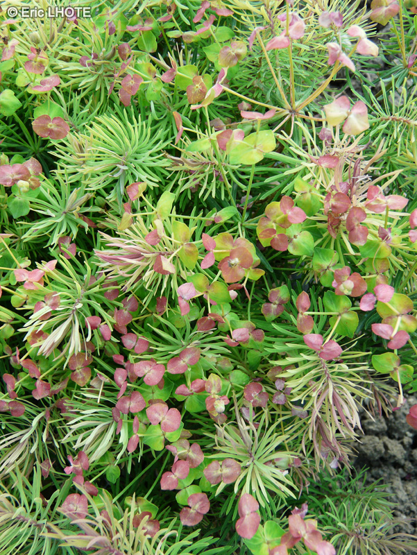  - Euphorbia cyparissias - 