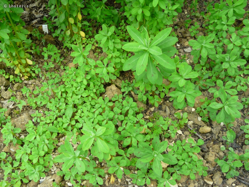 Euphorbiaceae - Euphorbia dulcis ssp. incompta - Euphorbe douce