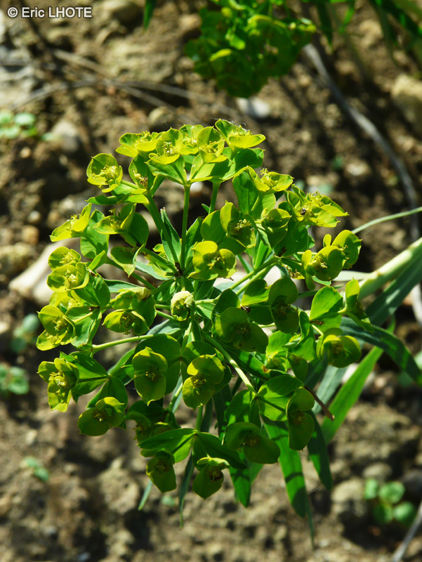  - Euphorbia esula - 