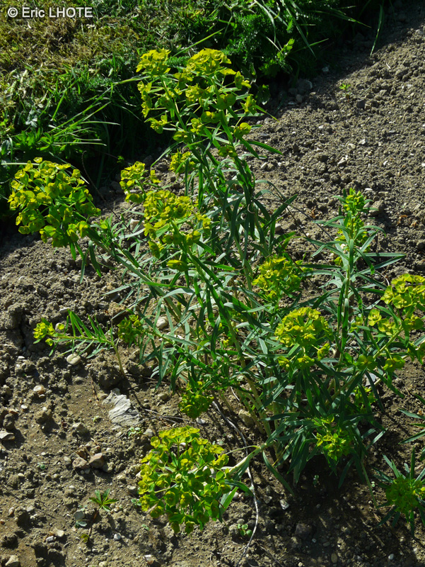 Euphorbiaceae - Euphorbia esula - Euphorbe âcre