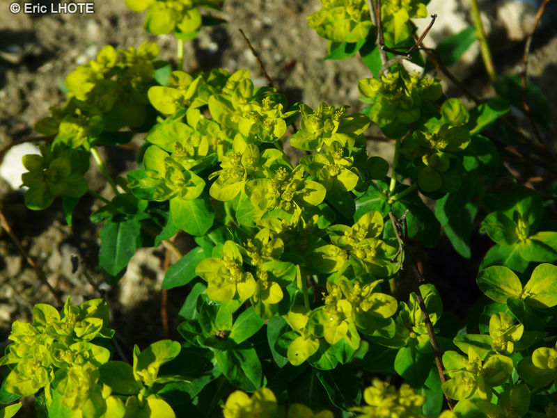 - Euphorbia flavicoma ssp. verrucosa - 