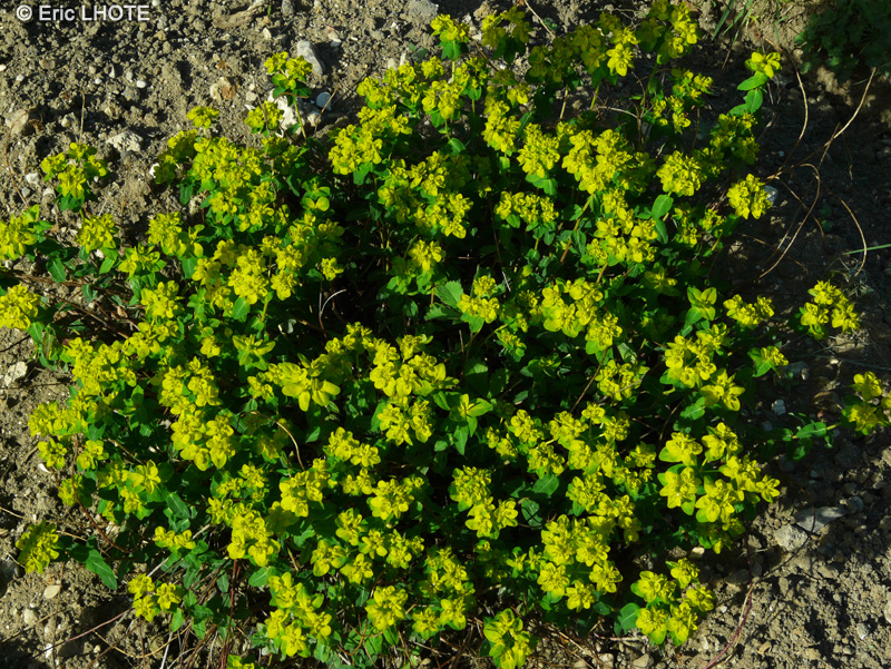 Euphorbiaceae - Euphorbia flavicoma ssp. verrucosa - Euphorbe verruqueuse