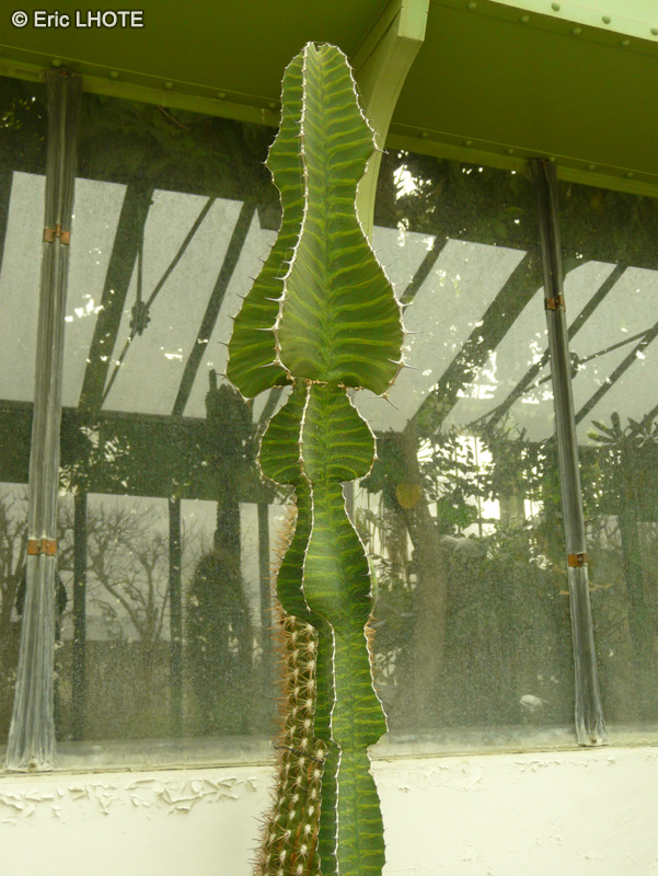 Euphorbiaceae - Euphorbia grandialata - Euphorbe
