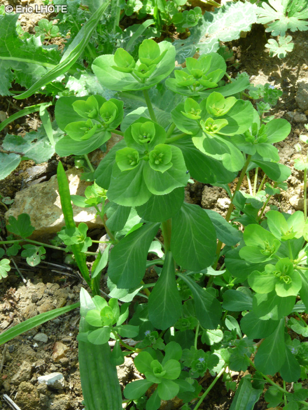  - Euphorbia helioscopia - 
