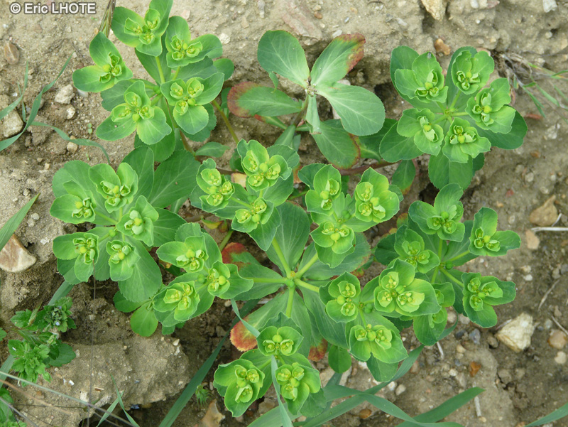  - Euphorbia helioscopia - 