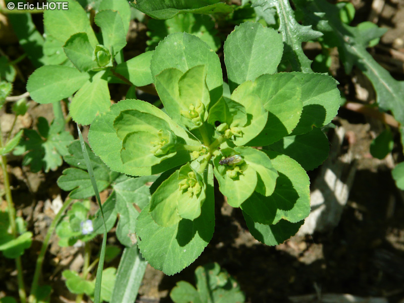 Euphorbiaceae - Euphorbia helioscopia - Euphorbe réveil matin