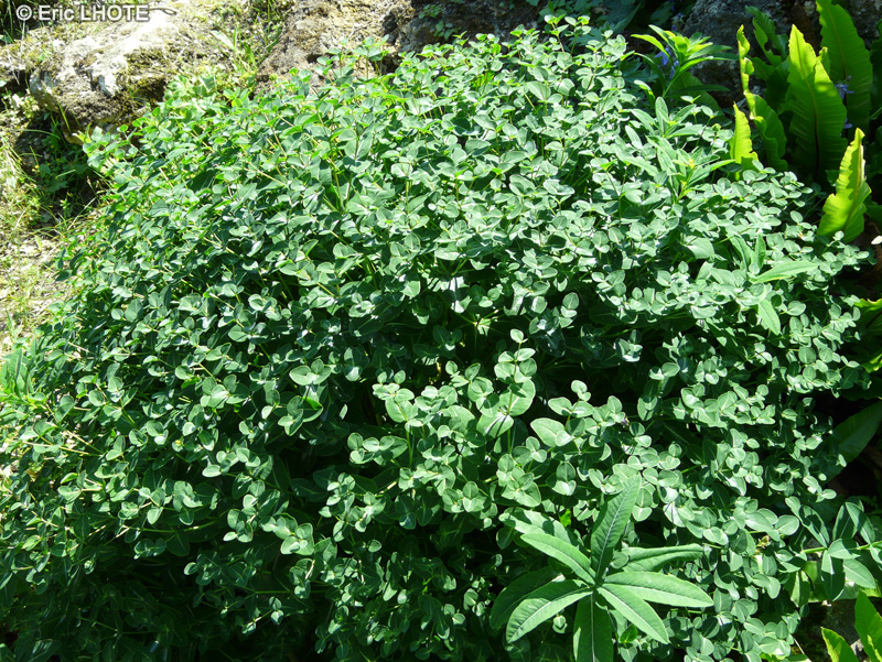 Euphorbiaceae - Euphorbia hyberna - Euphorbe d’Irlande