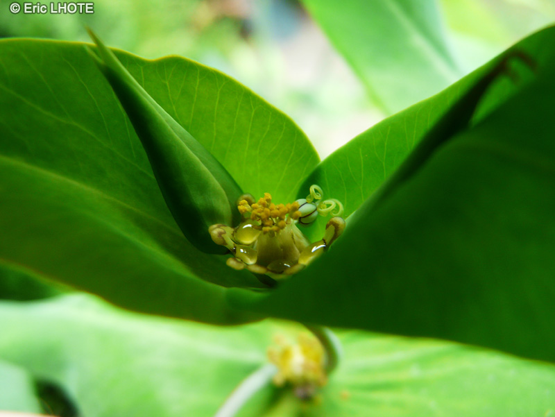  - Euphorbia lathyris - 