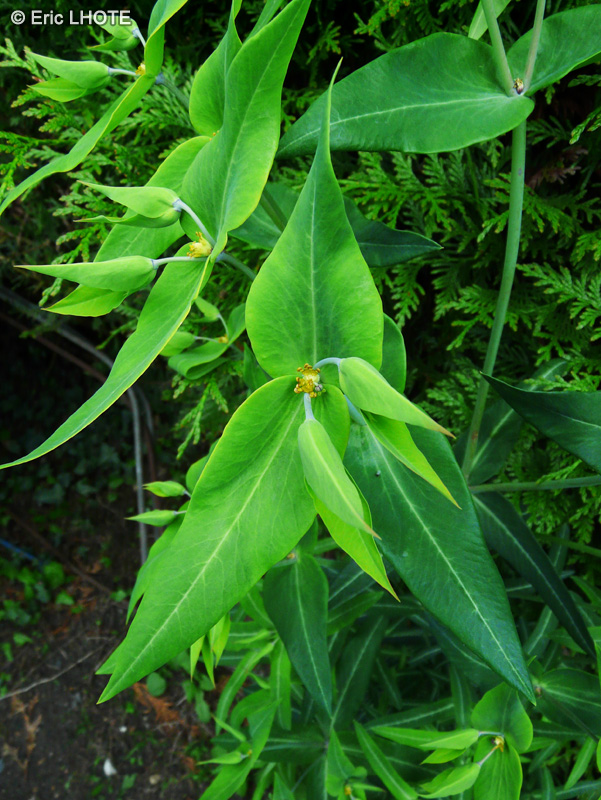  - Euphorbia lathyris - 