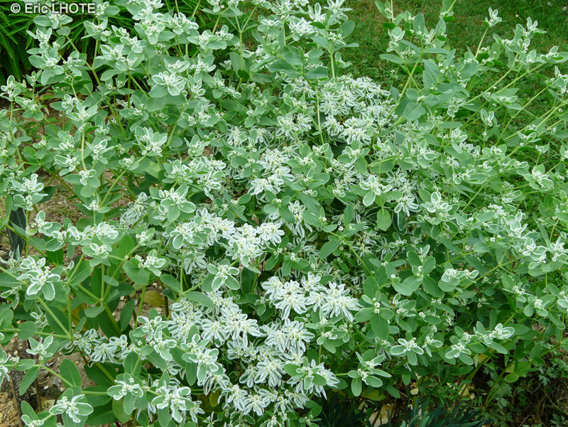 Euphorbiaceae - Euphorbia marginata - Euphorbe margin&eacute;e, Euphorbe panach&eacute;e