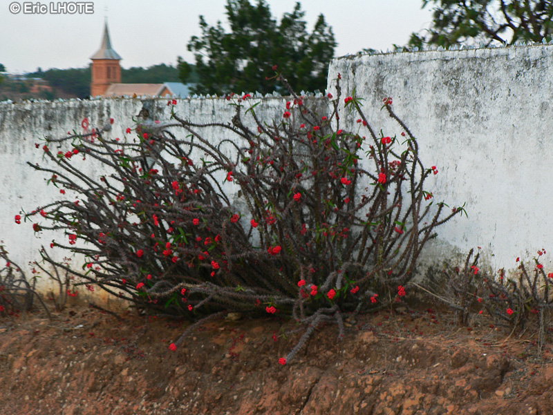 Euphorbiaceae - Euphorbia milii - Couronne d&rsquo;&eacute;pines, Epine du Christ