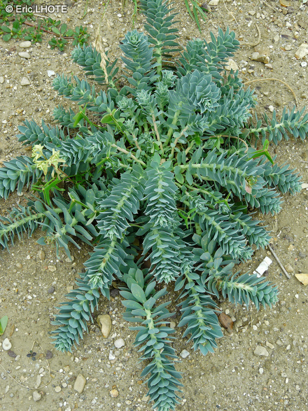  - Euphorbia myrsinites - 