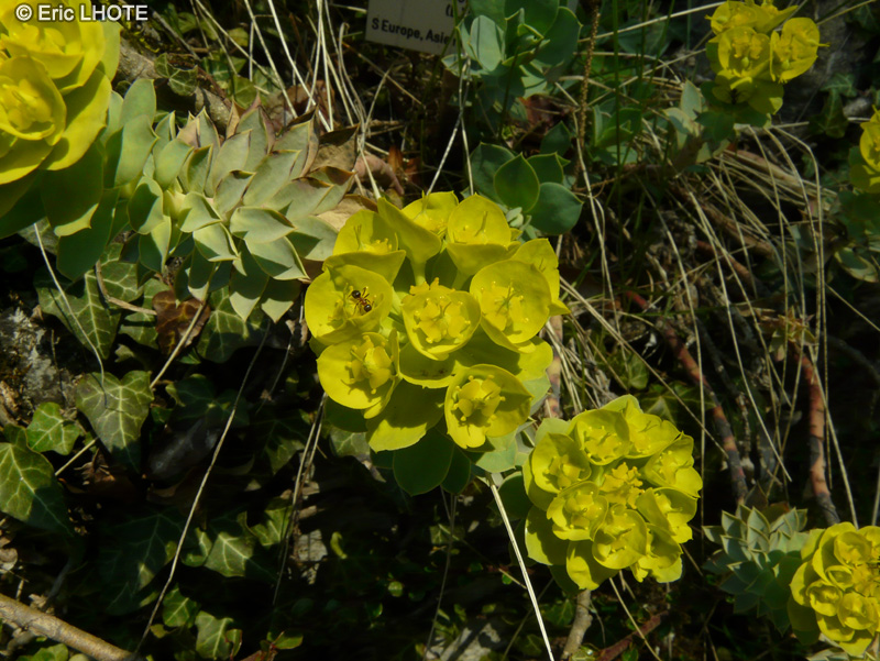 Euphorbiaceae - Euphorbia myrsinites - Euphorbe de Corse