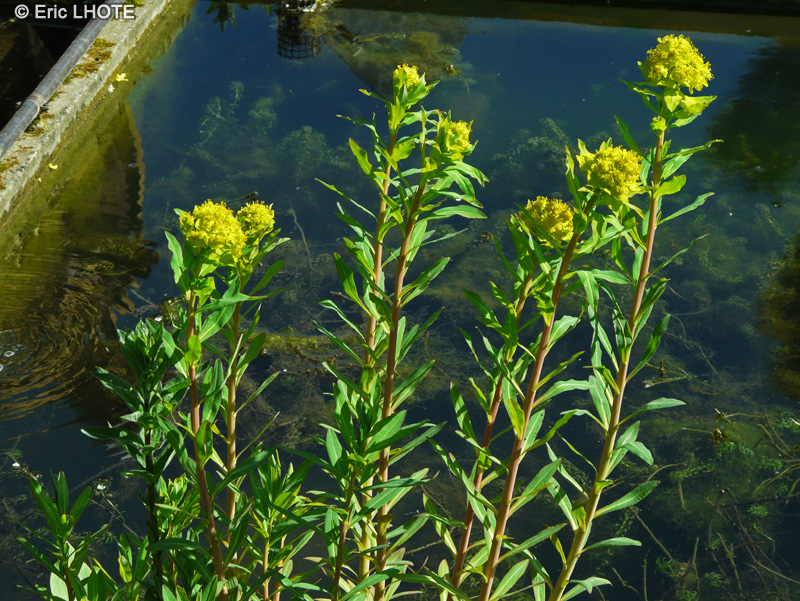 Euphorbiaceae - Euphorbia palustris - Euphorbe des marais