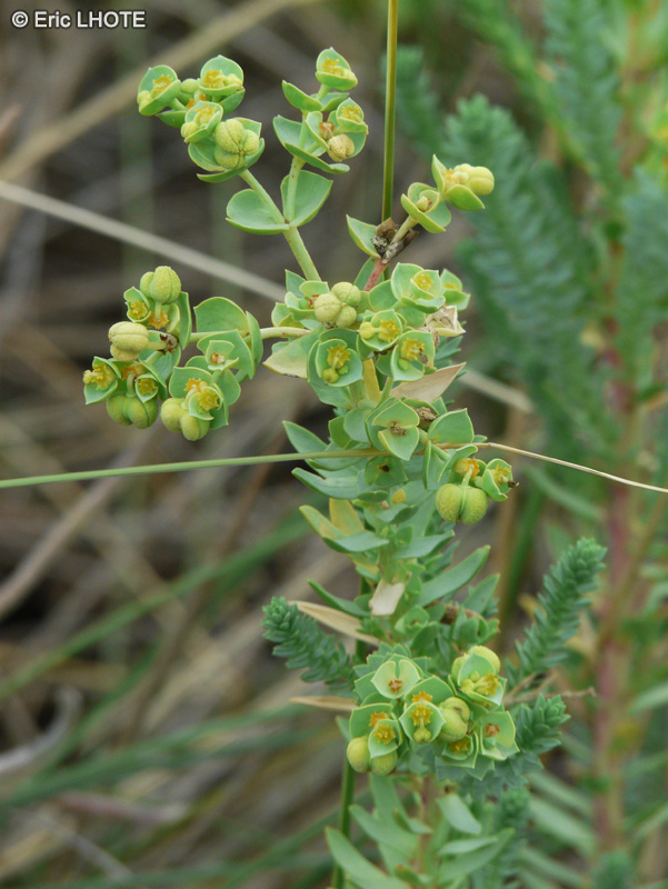  - Euphorbia paralias - 